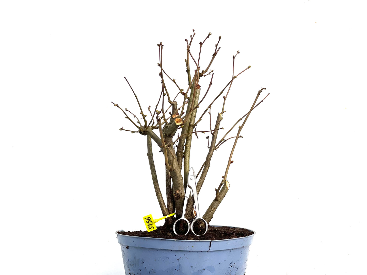 Corylus 3456