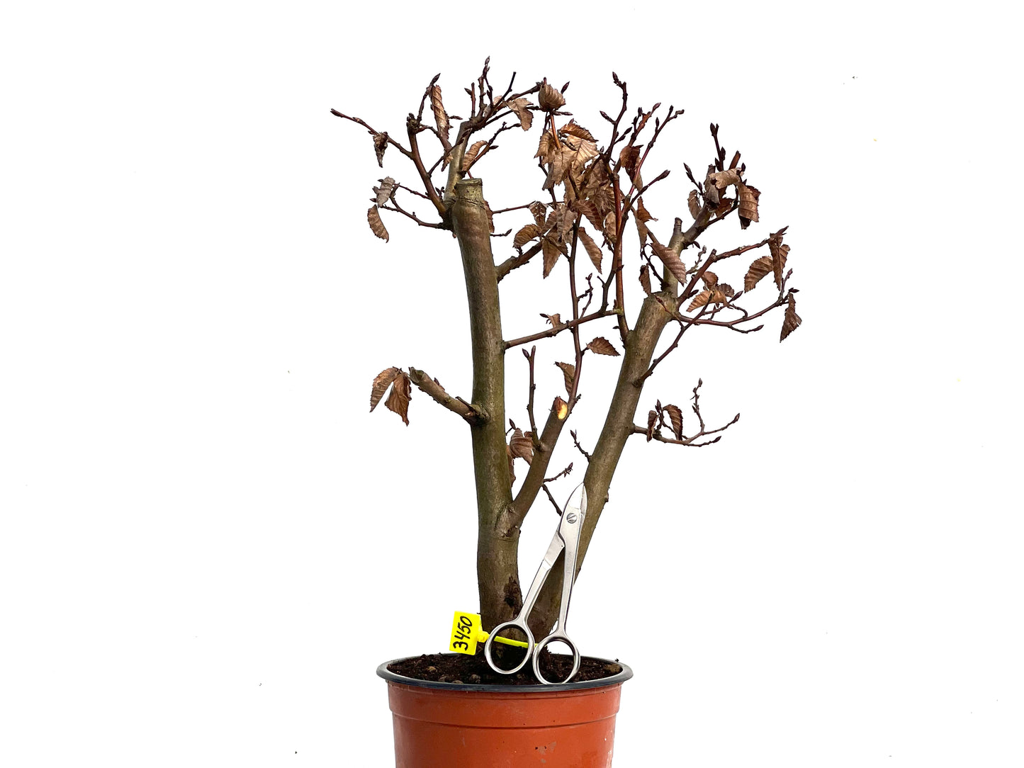 Carpinus Betulus 3450