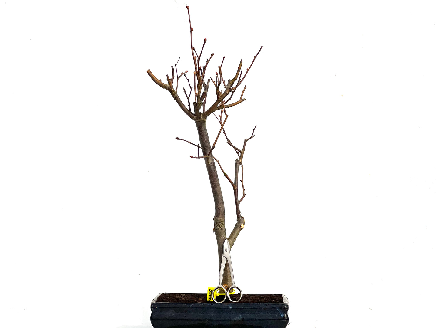 Tilo Cordata 3458