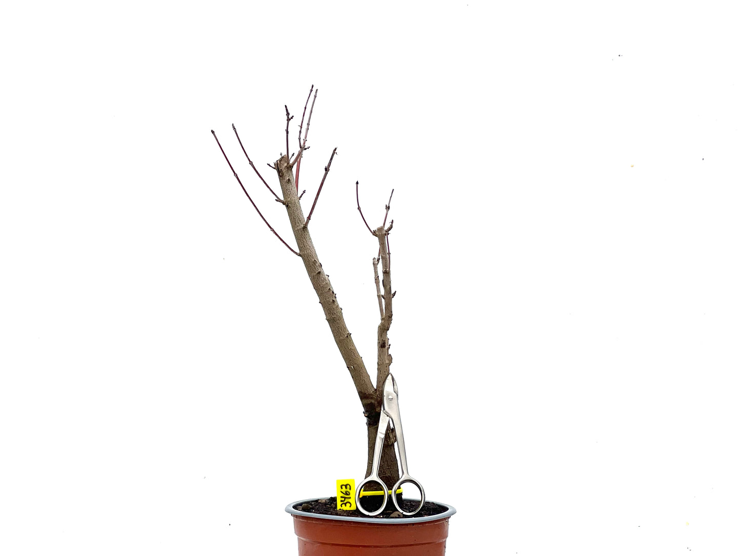 Acer Ginnala 3463