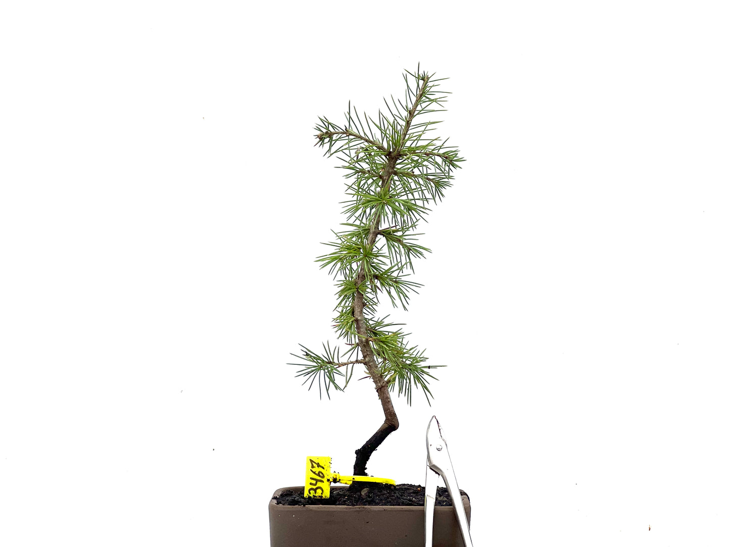 Cedrus Atlantica 3467