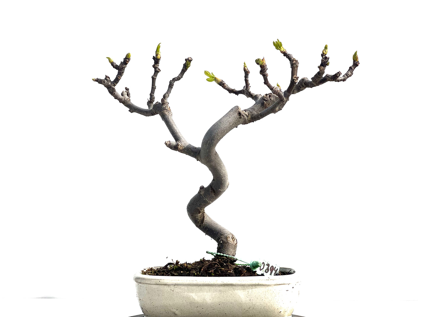 Ficus Carica 0394
