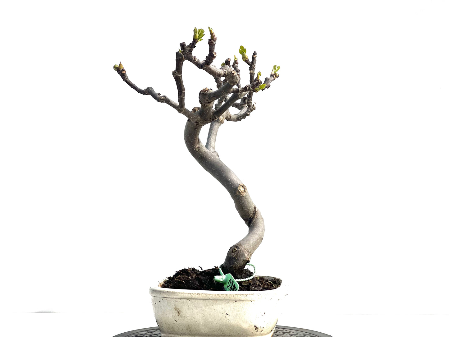 Ficus Carica 0394