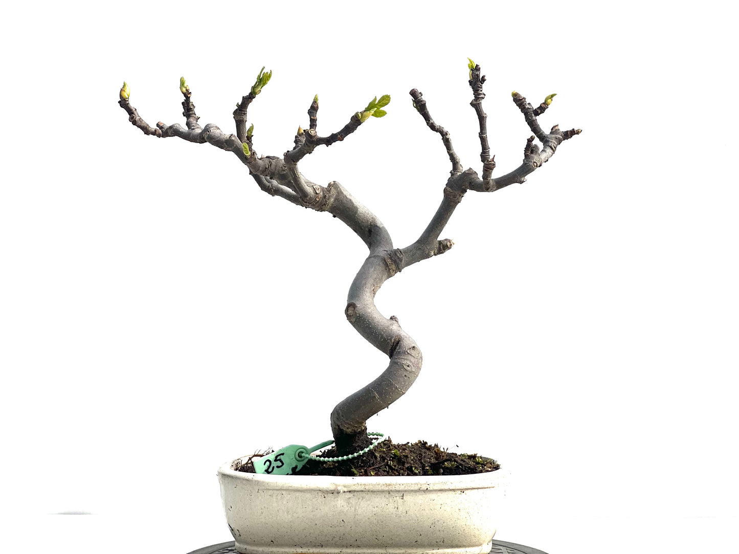 Ficus Carica 0394