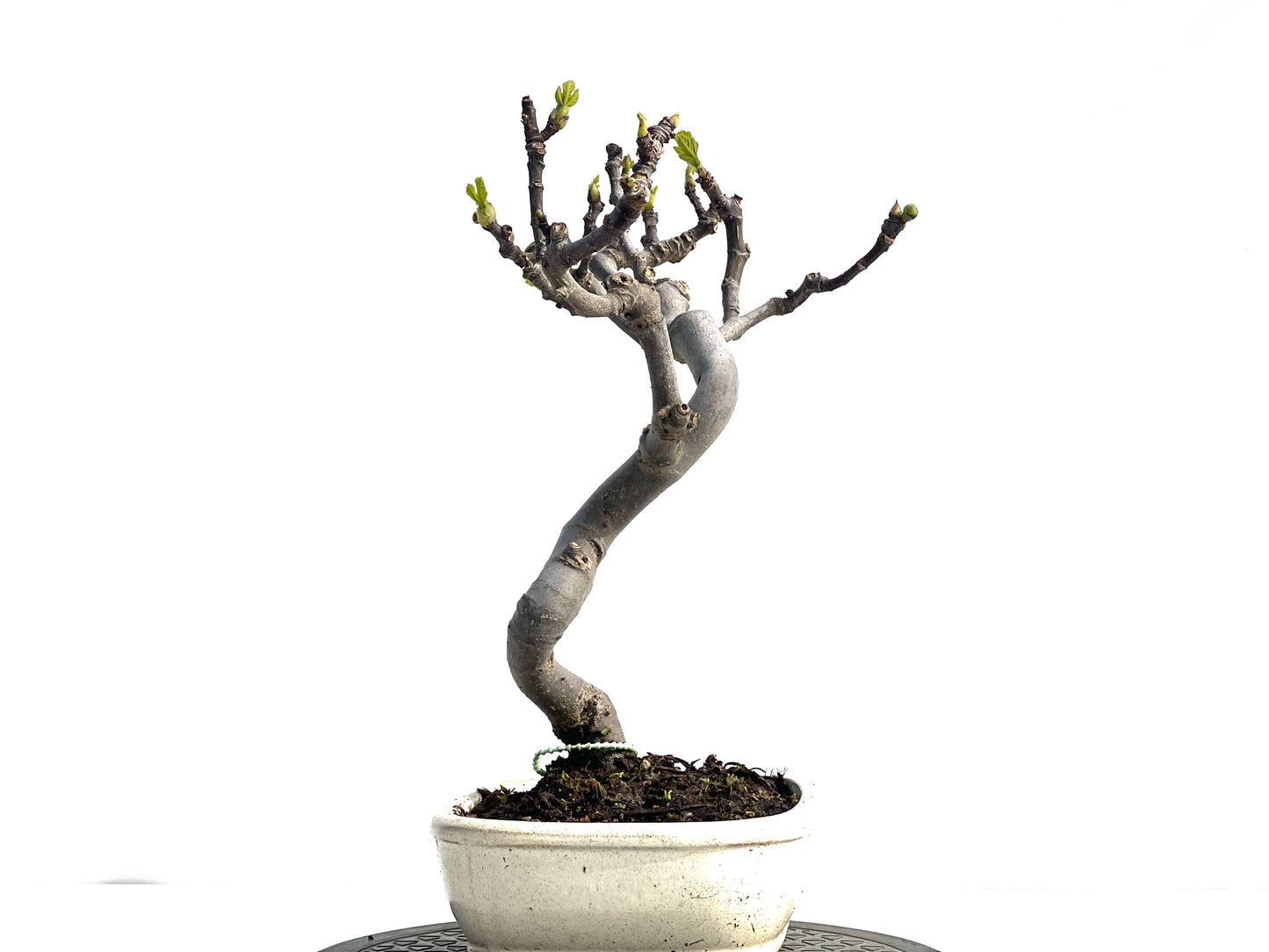 Ficus Carica 0394