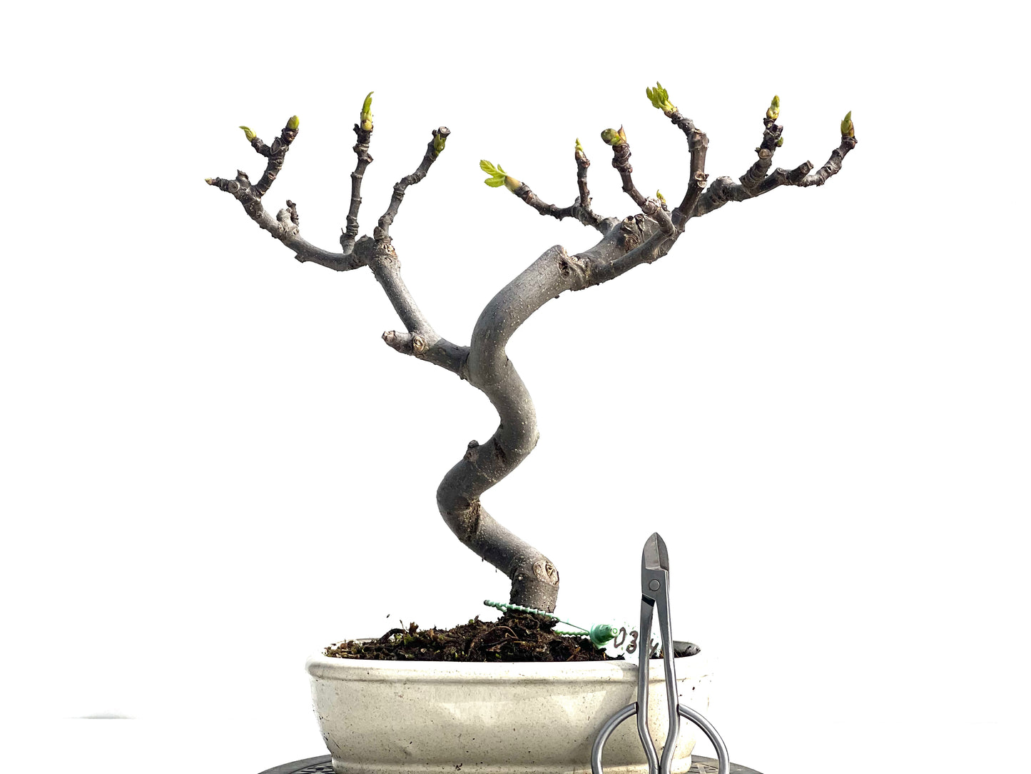 Ficus Carica 0394