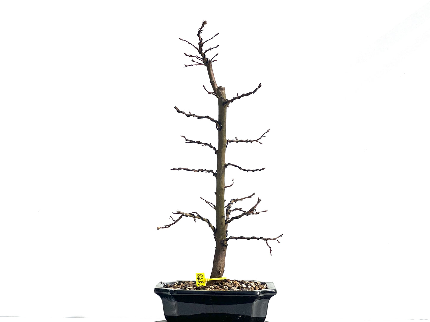 Carpinus Betulus 1893