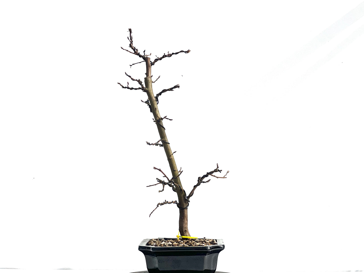 Carpinus Betulus 1893