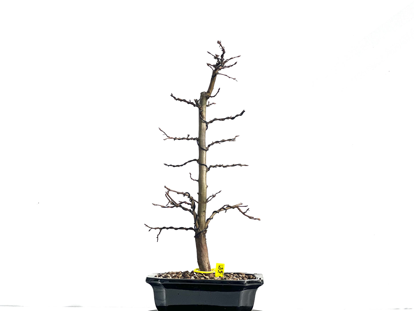 Carpinus Betulus 1893