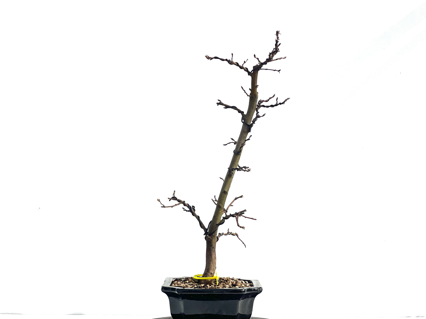 Carpinus Betulus 1893