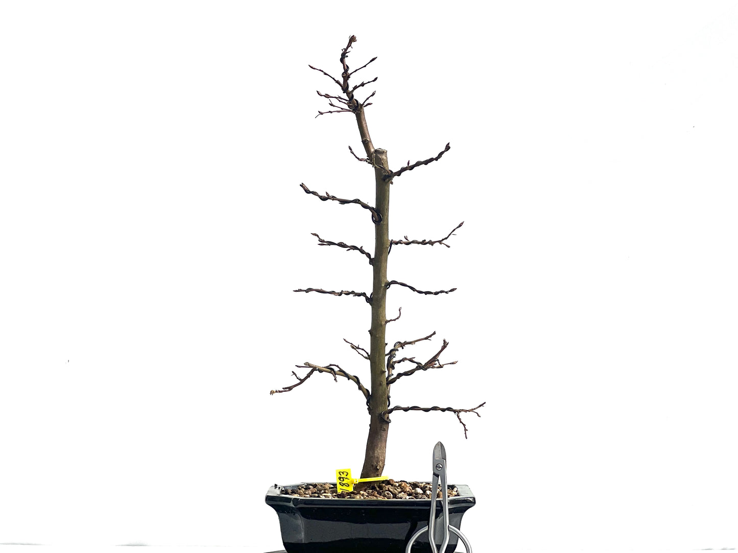 Carpinus Betulus 1893