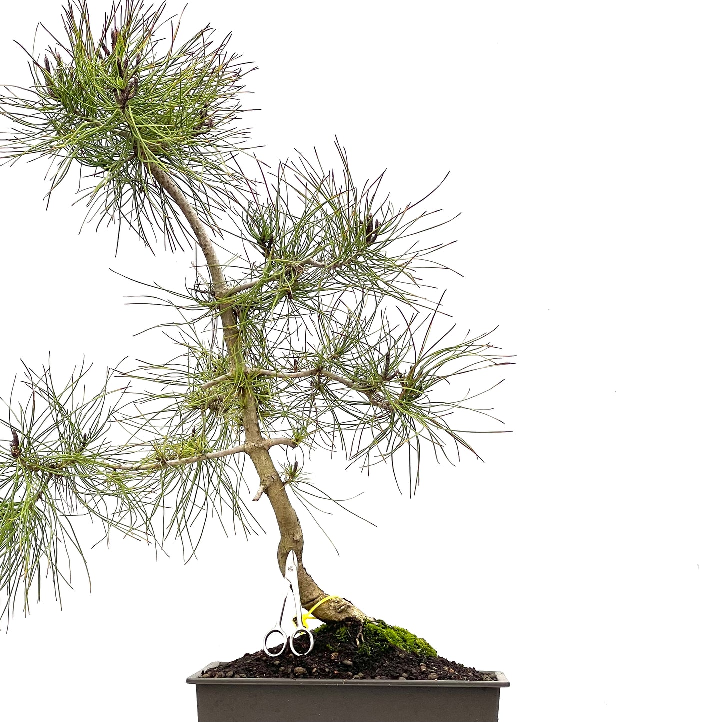Pinus Sylvestris 3479