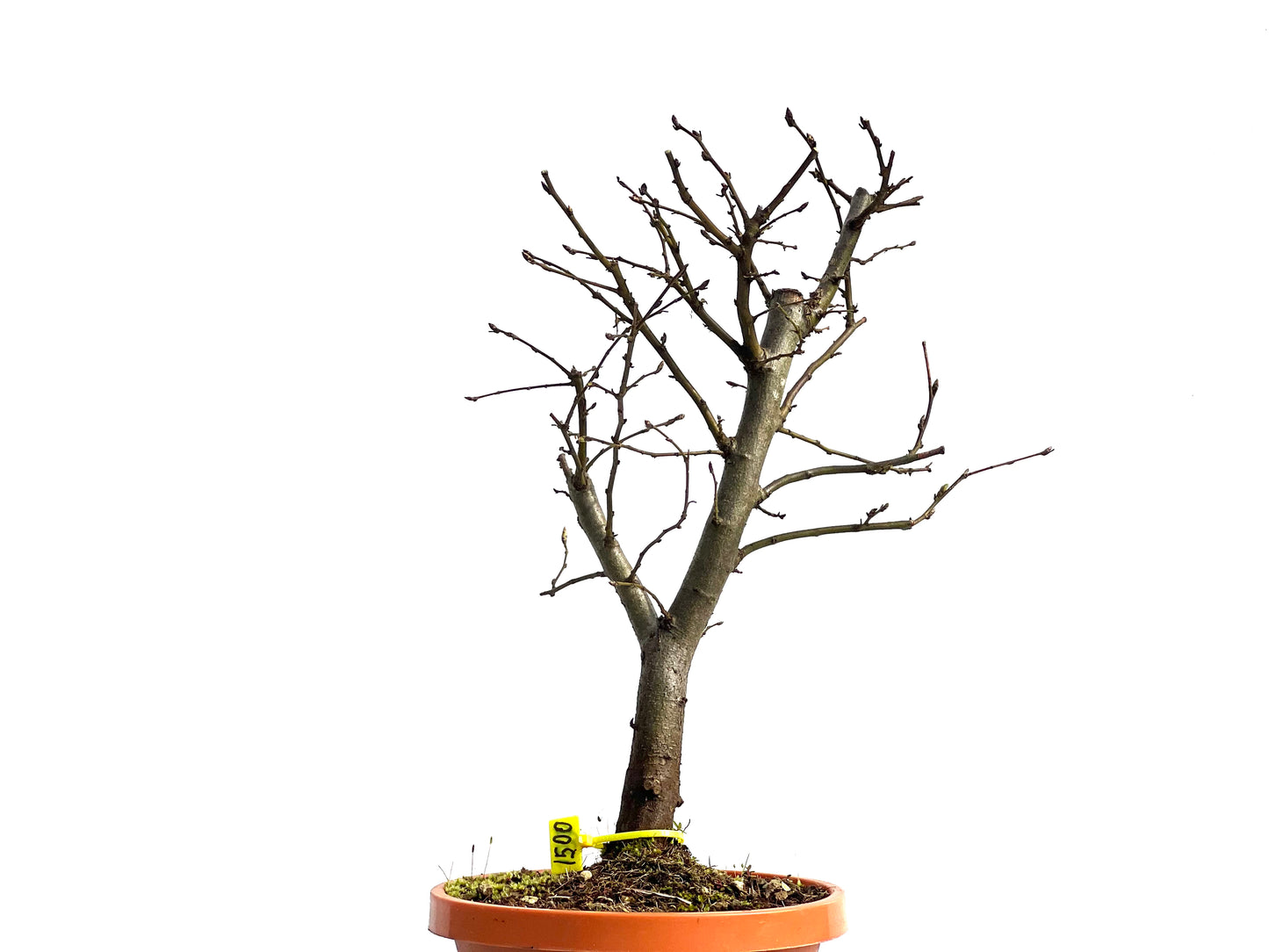 Carpinus Betulus 1500