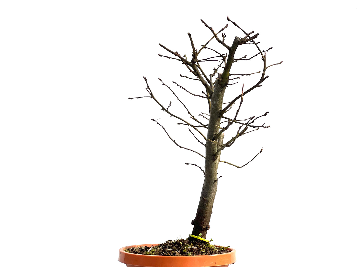 Carpinus Betulus 1500