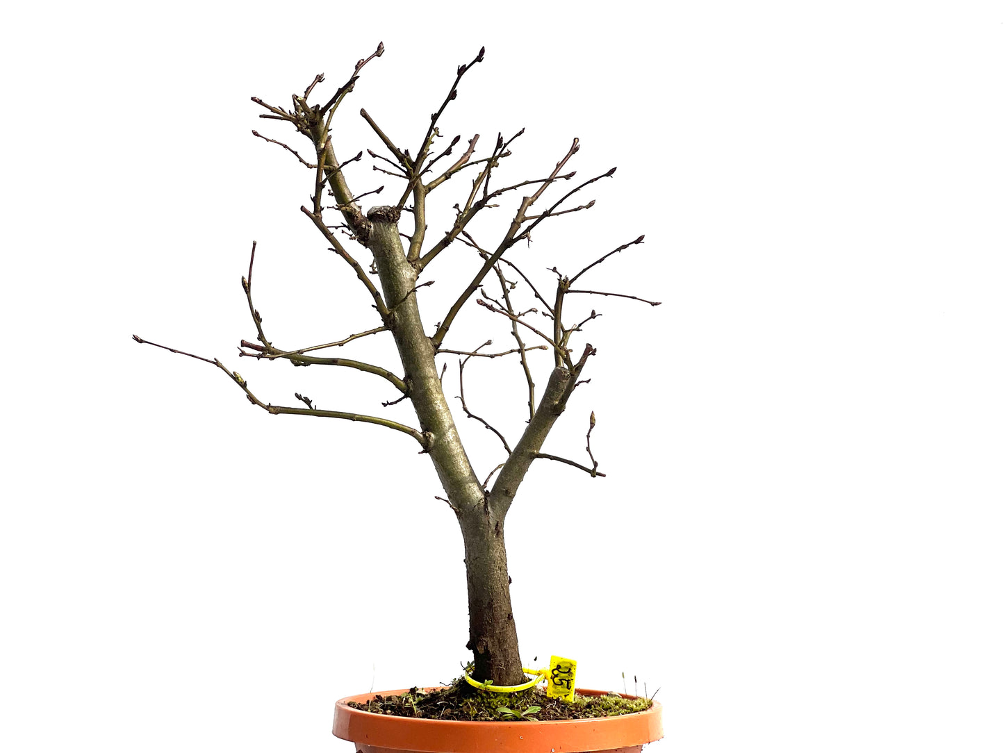 Carpinus Betulus 1500