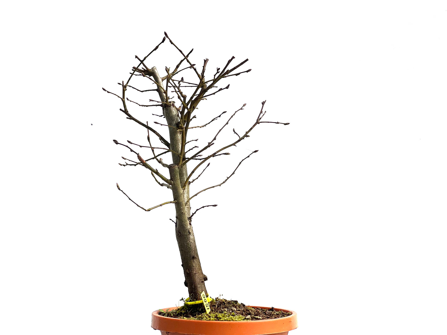 Carpinus Betulus 1500