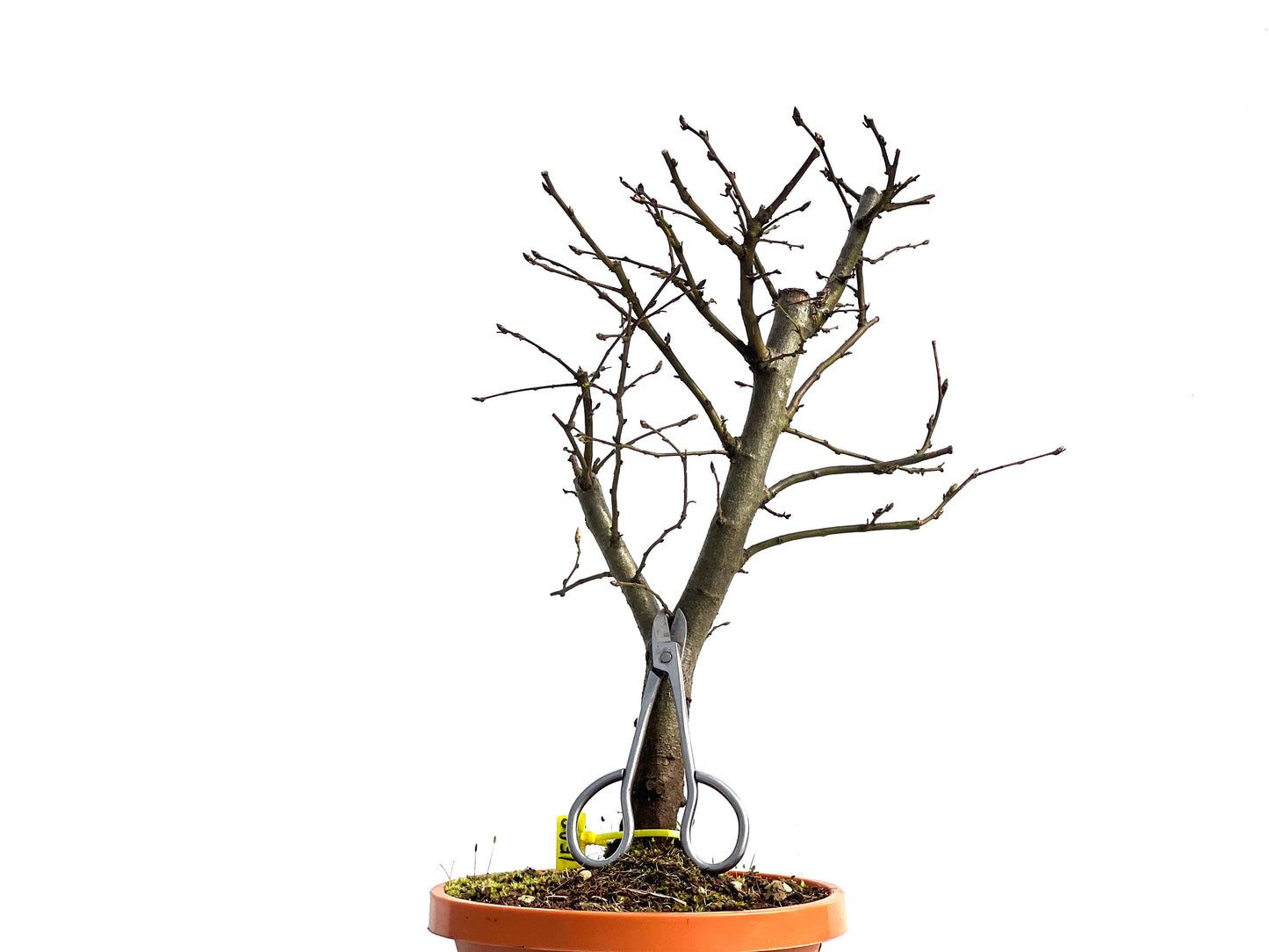 Carpinus Betulus 1500