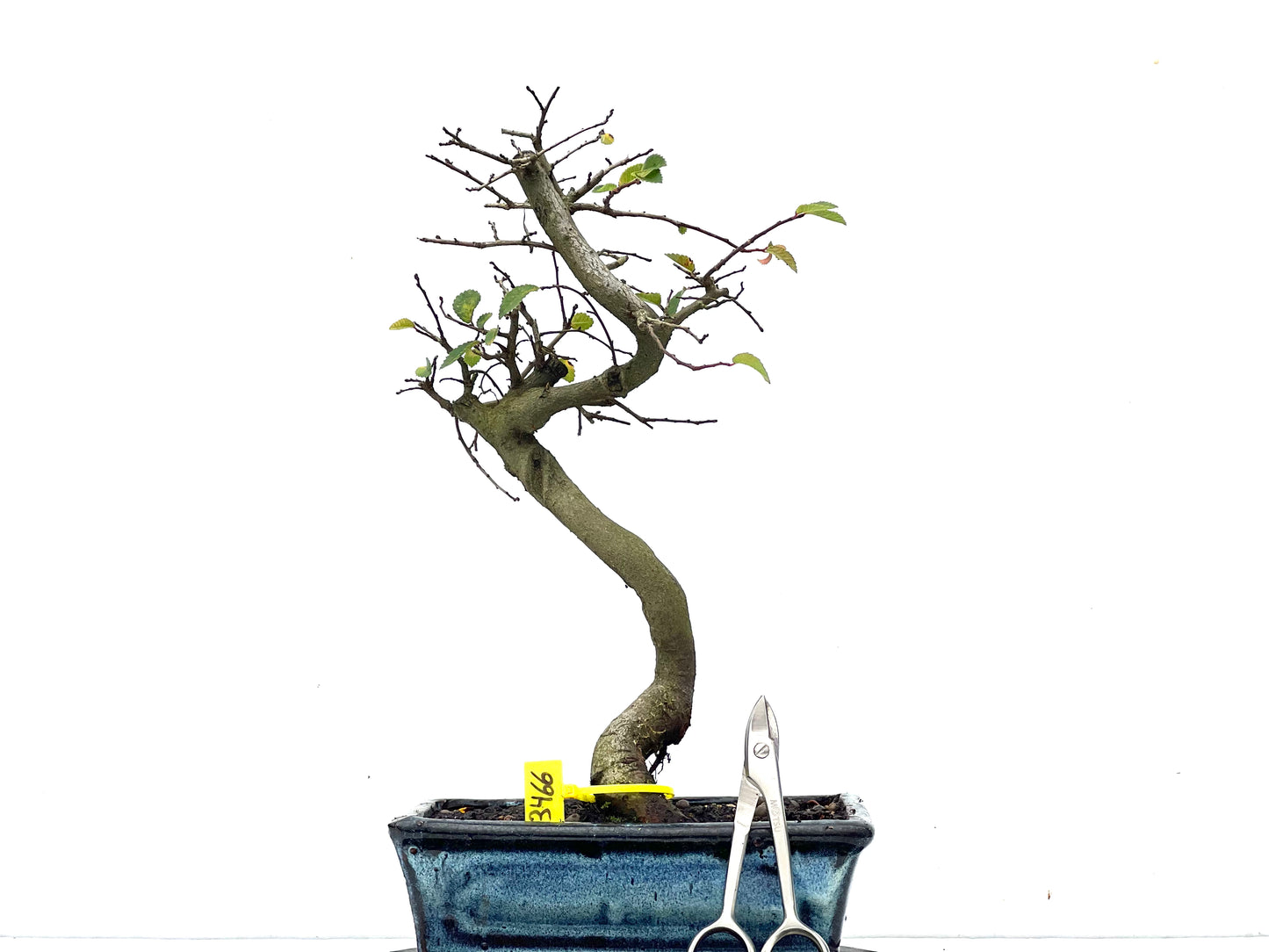 Ulmus Parvifolia 3466