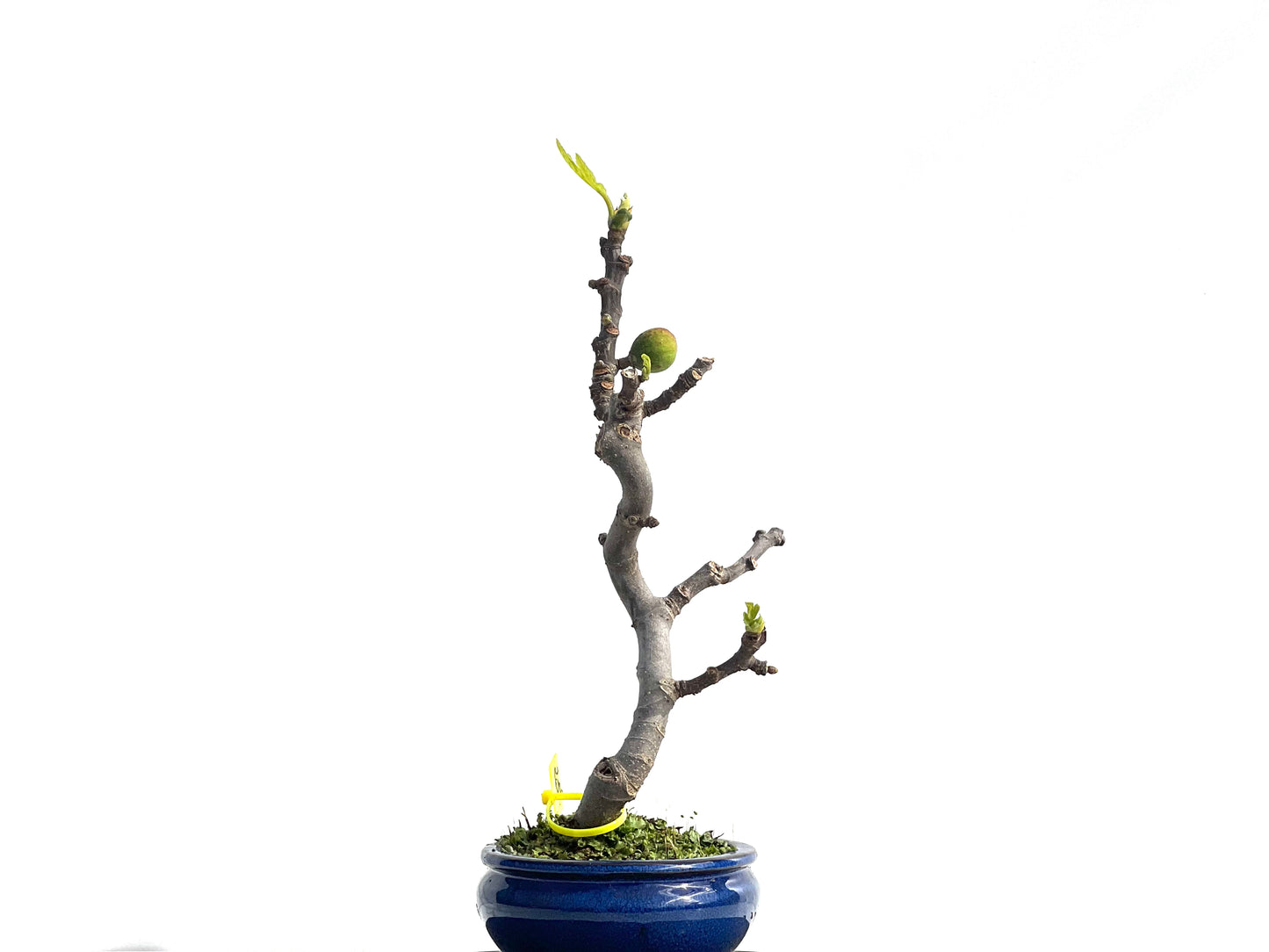 Ficus Carica 1408