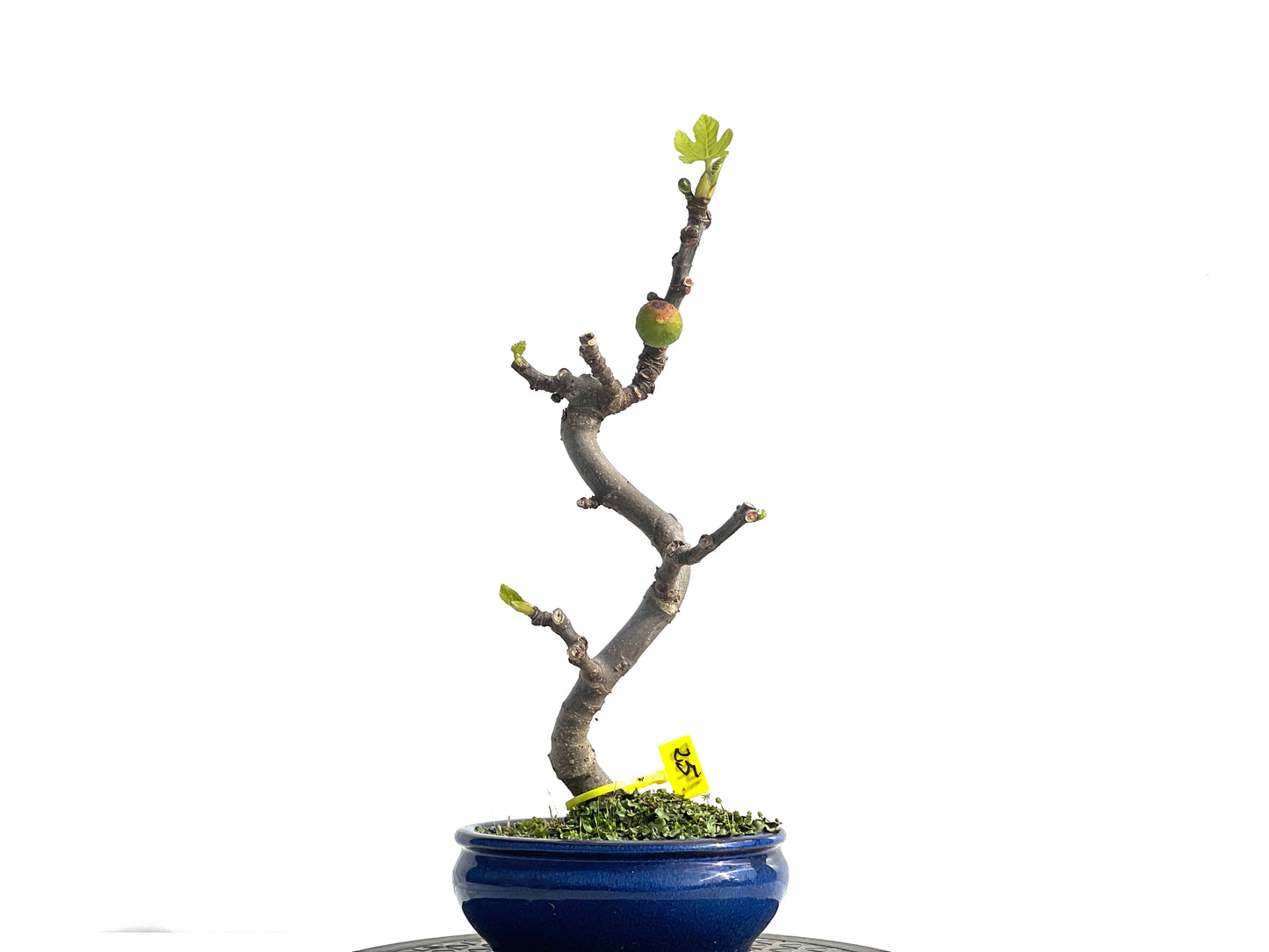 Ficus Carica 1408