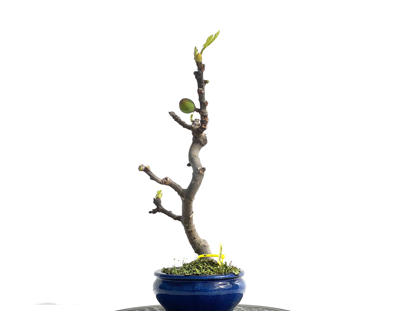 Ficus Carica 1408