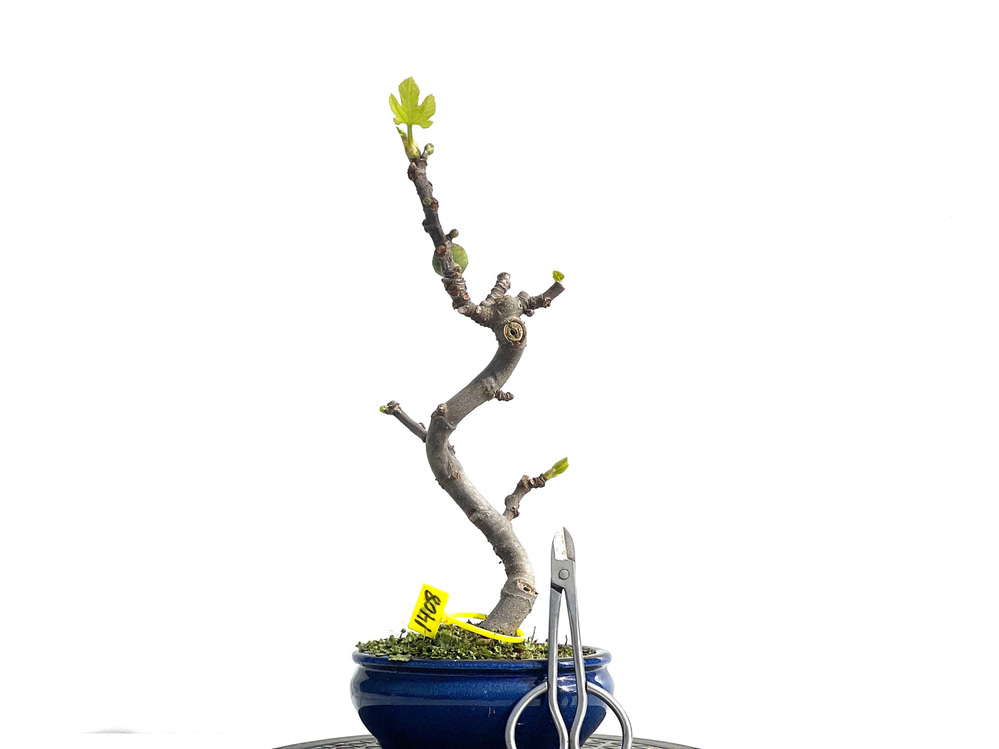 Ficus Carica 1408