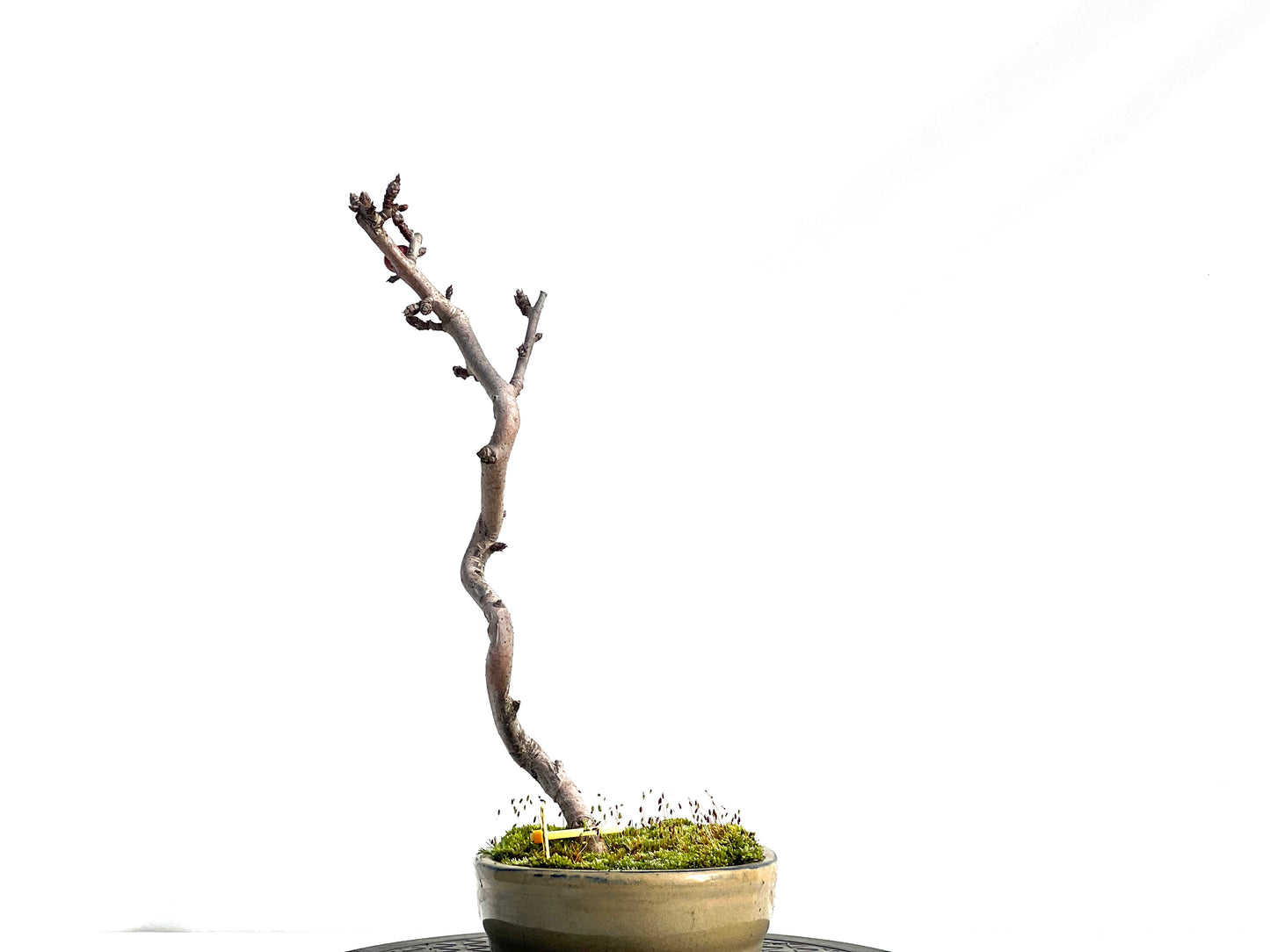Malus Everest 0464