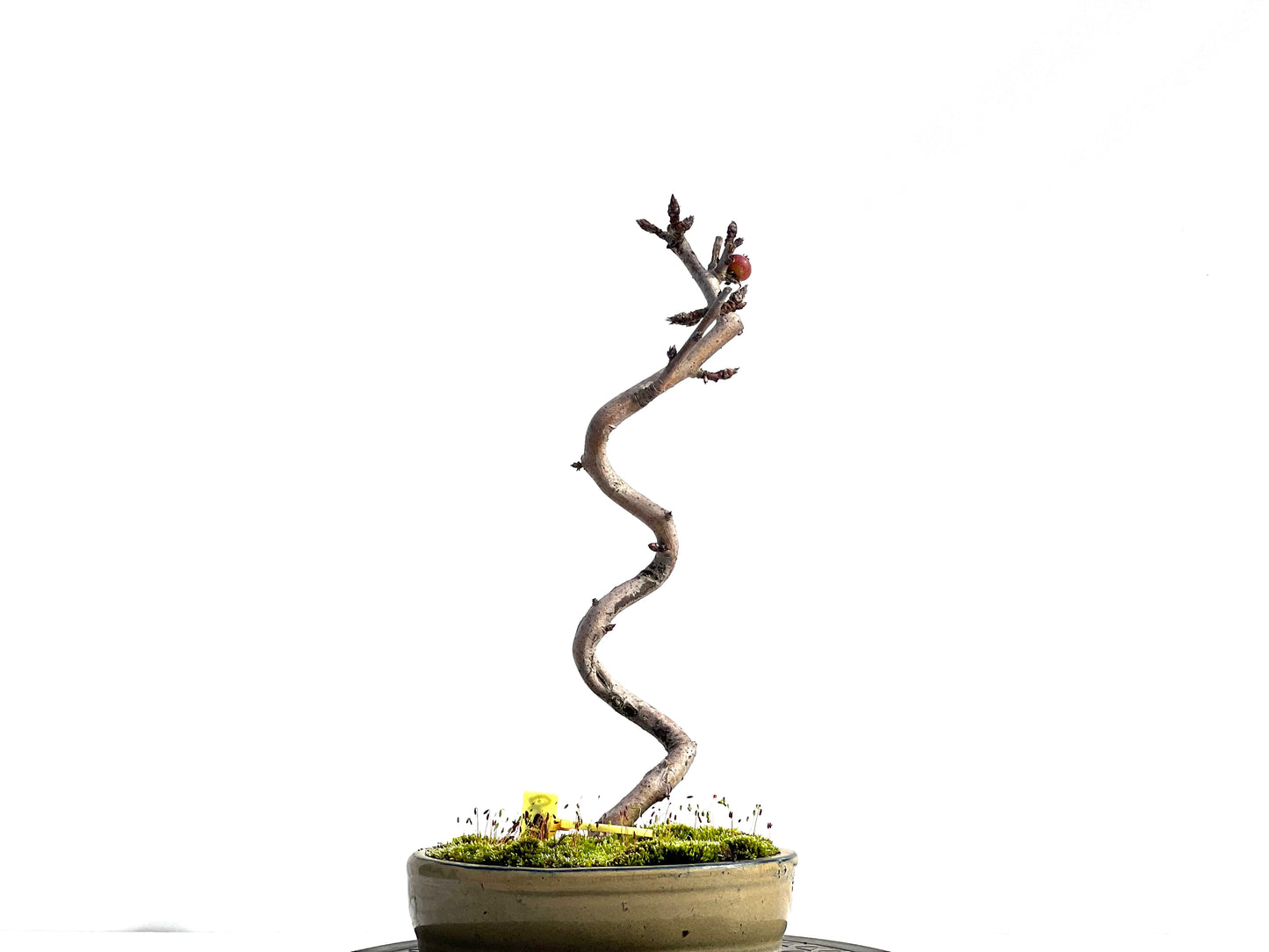 Malus Everest 0464