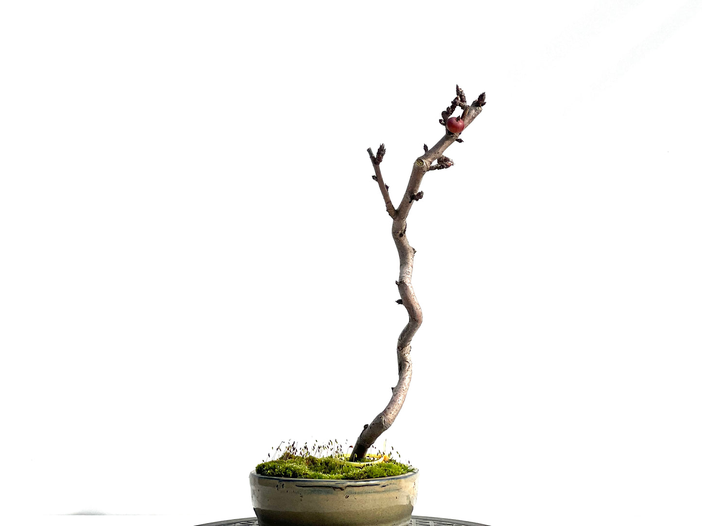 Malus Everest 0464