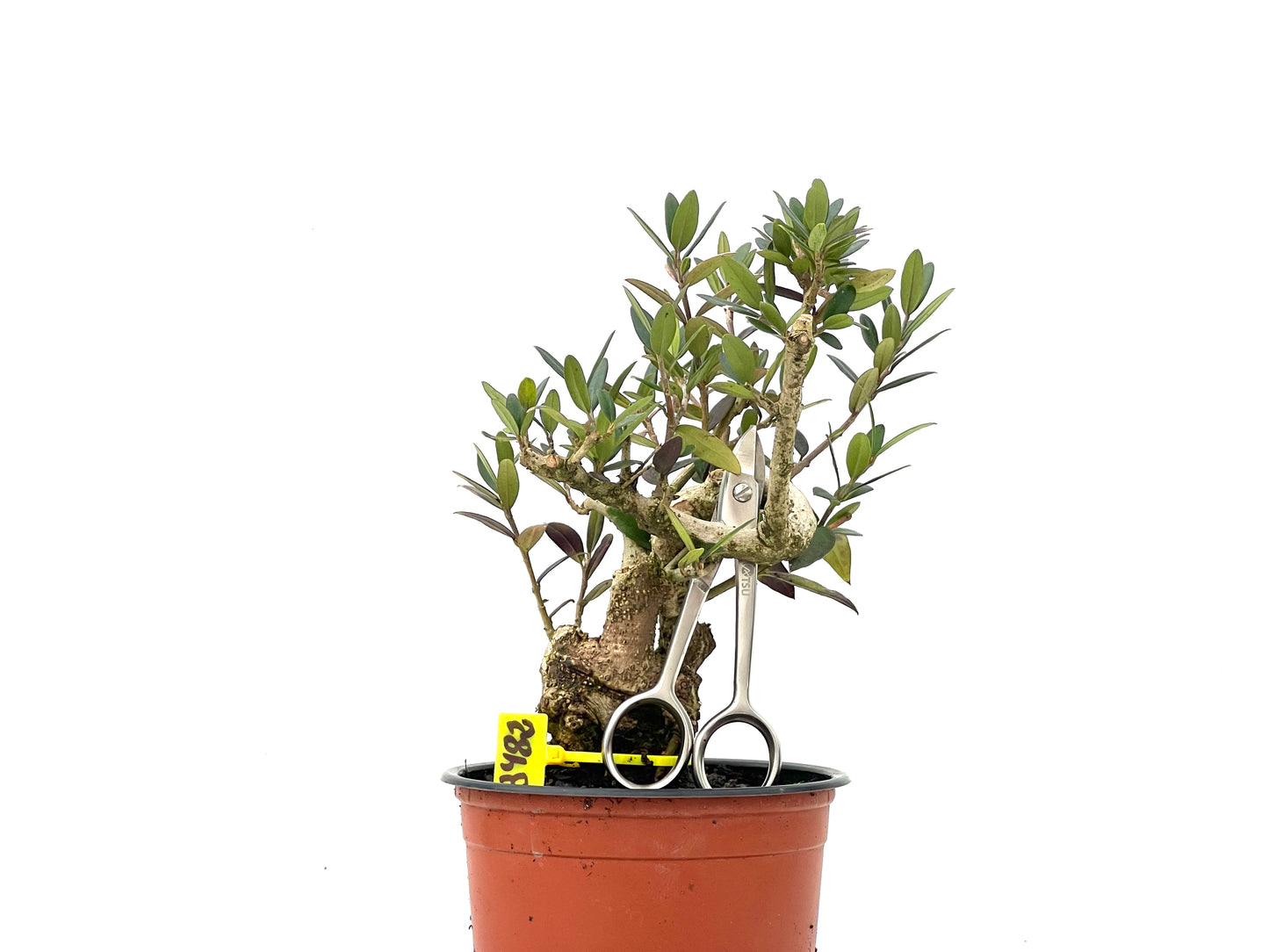 Olea Europaea Sylvestris 3482