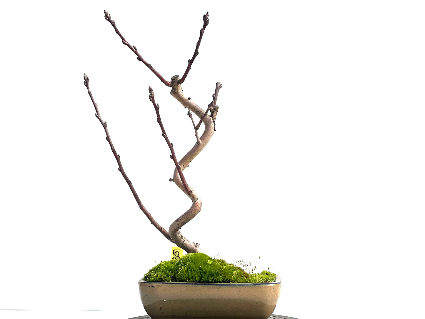 Malus Everest 0466