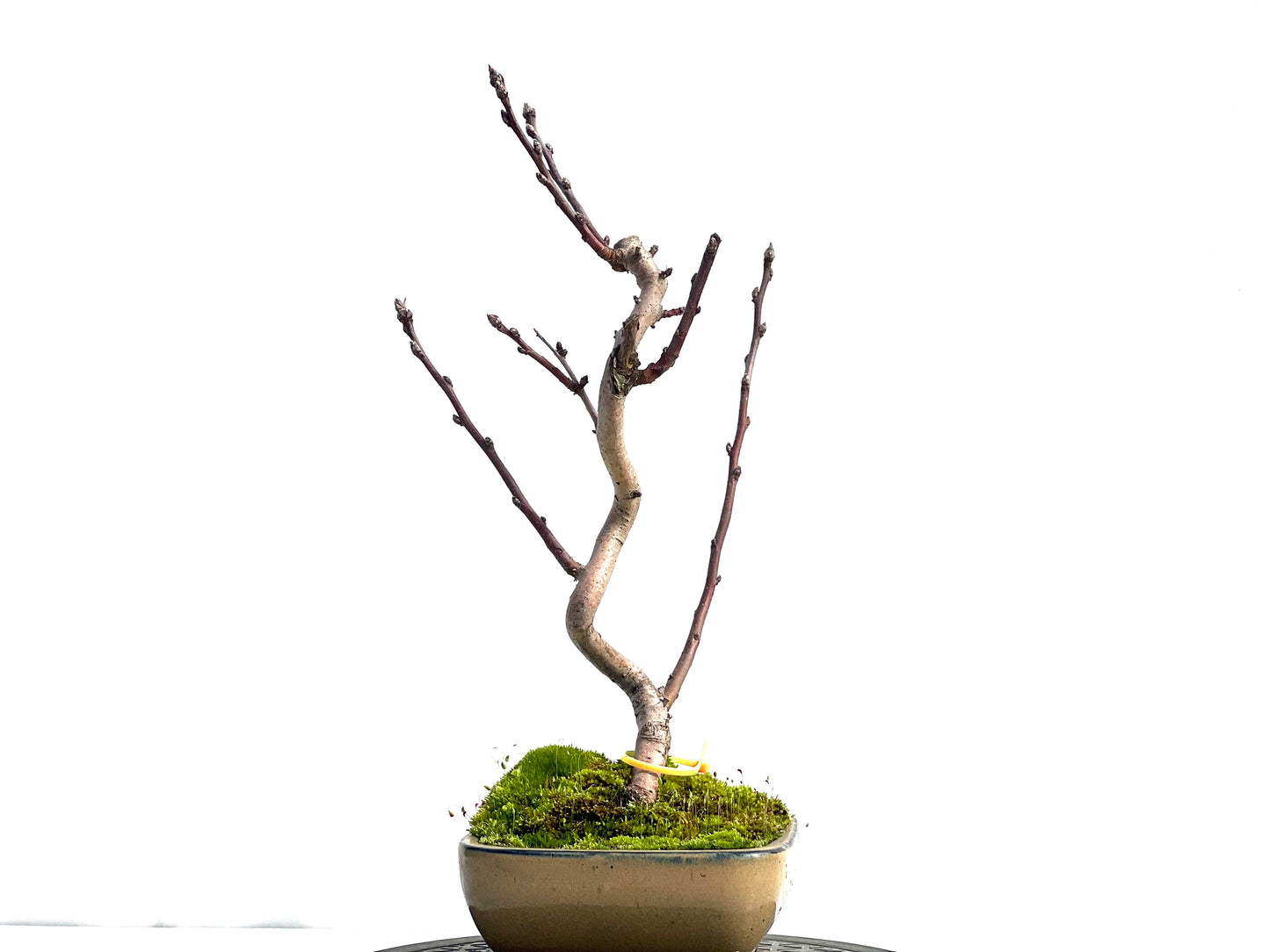 Malus Everest 0466