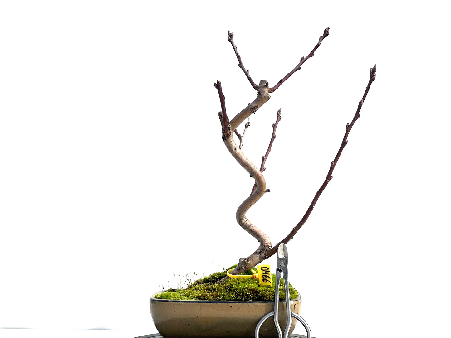 Malus Everest 0466
