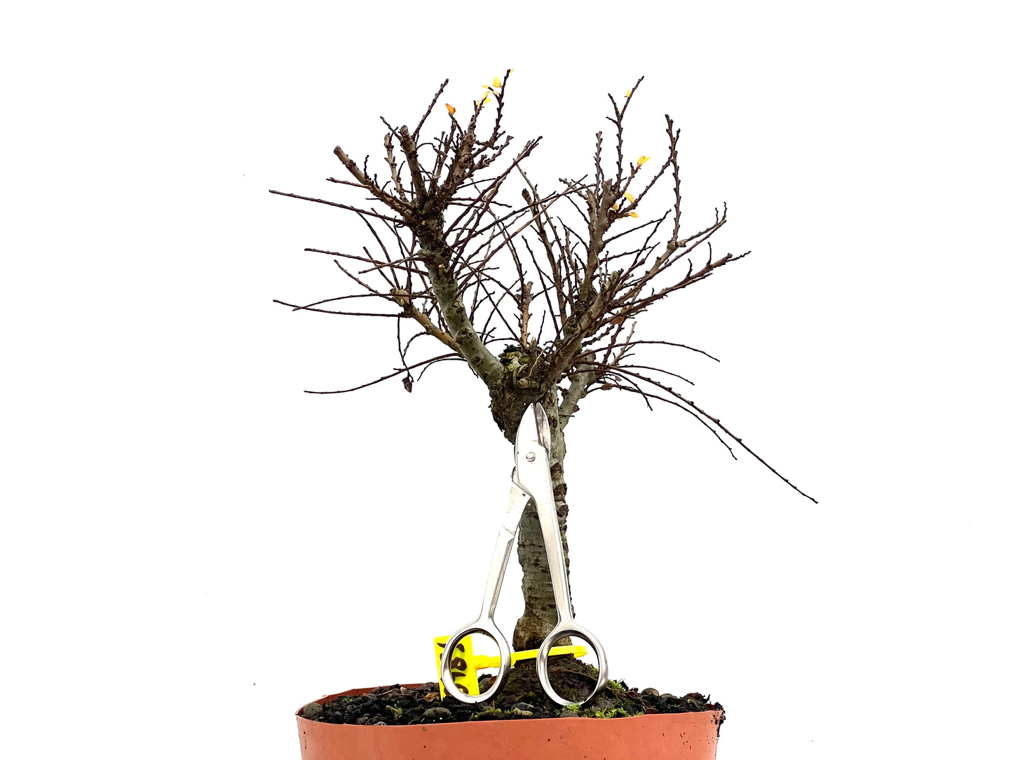 Ulmus Hokkaido 3481