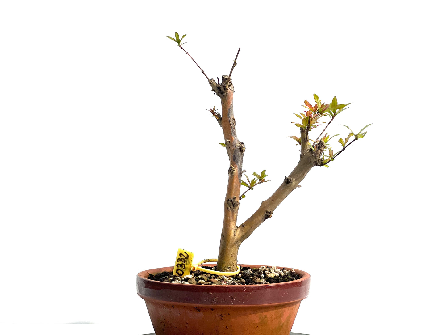 Punica Granatum Nejikan 0332