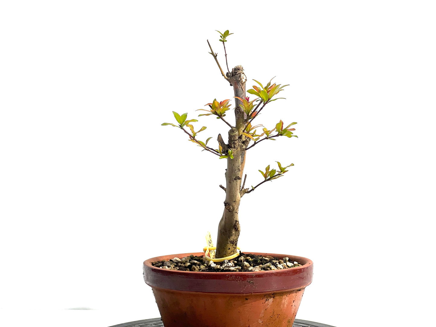Punica Granatum Nejikan 0332