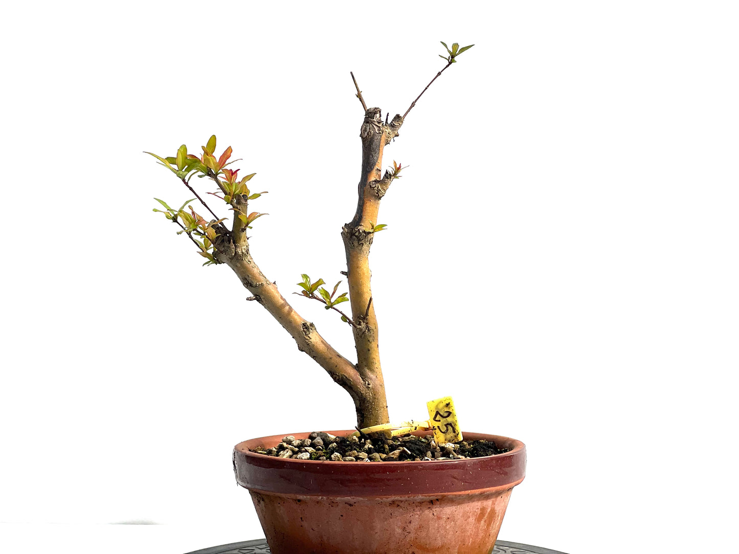 Punica Granatum Nejikan 0332