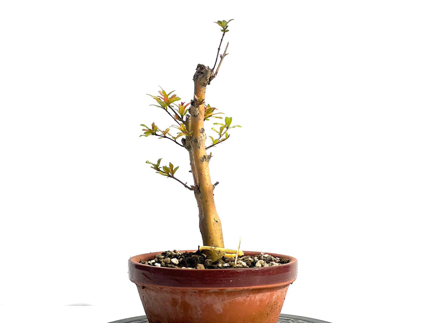 Punica Granatum Nejikan 0332