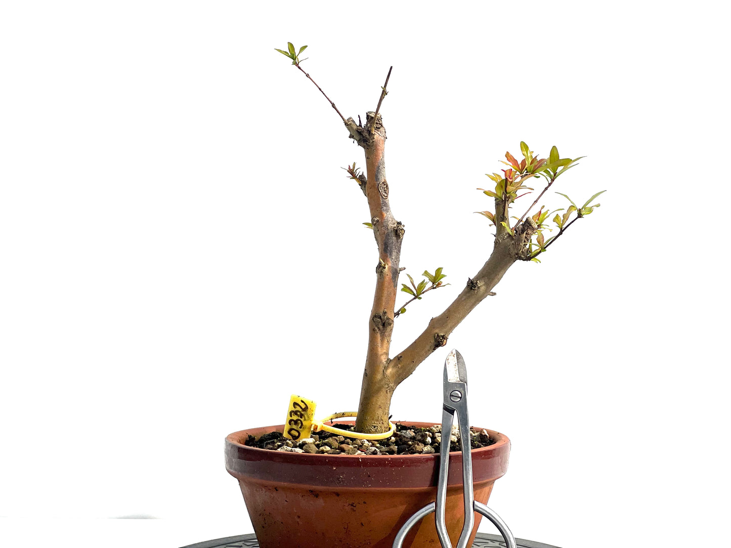 Punica Granatum Nejikan 0332