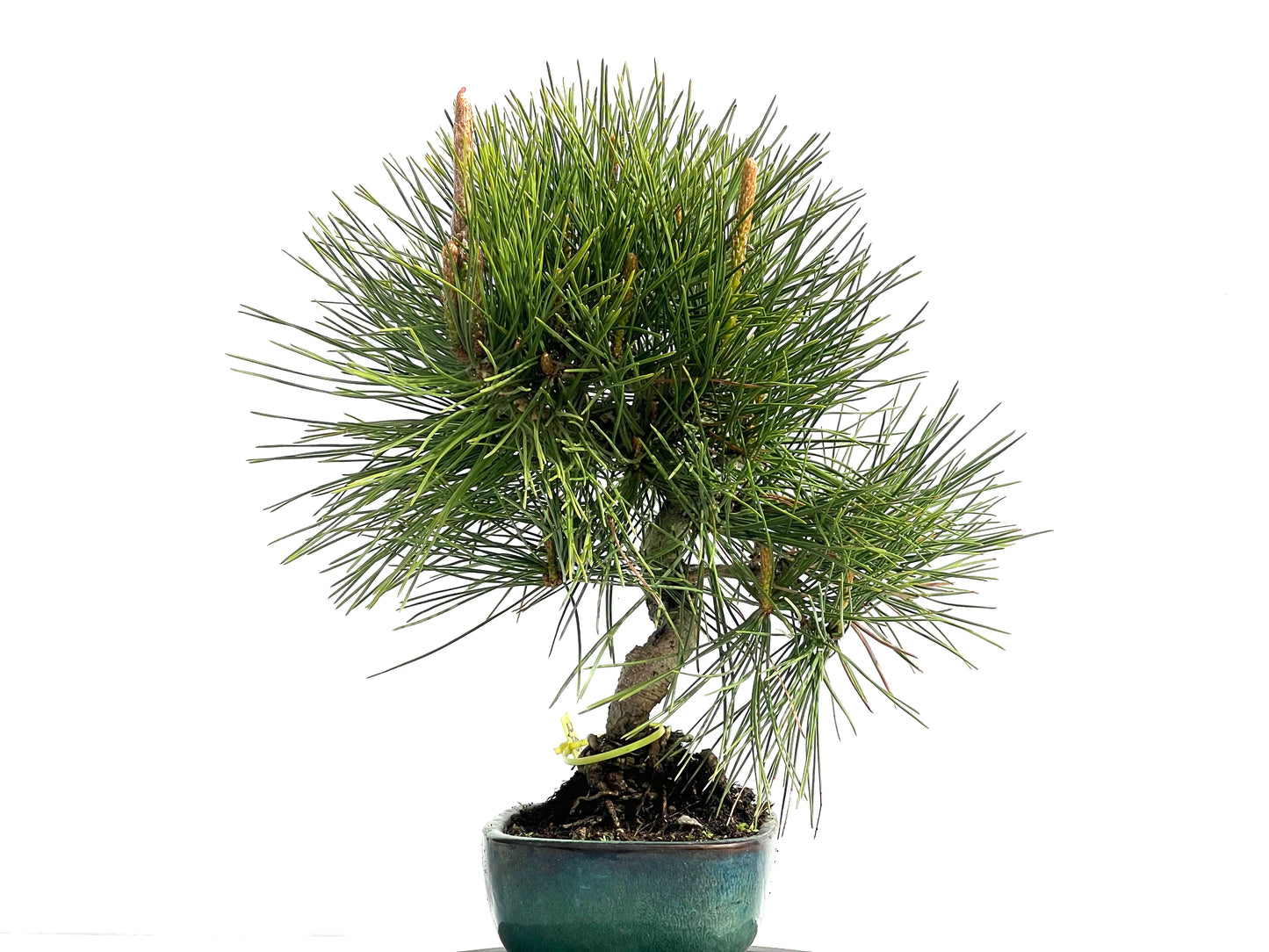 Pinus Thunbergii 0823