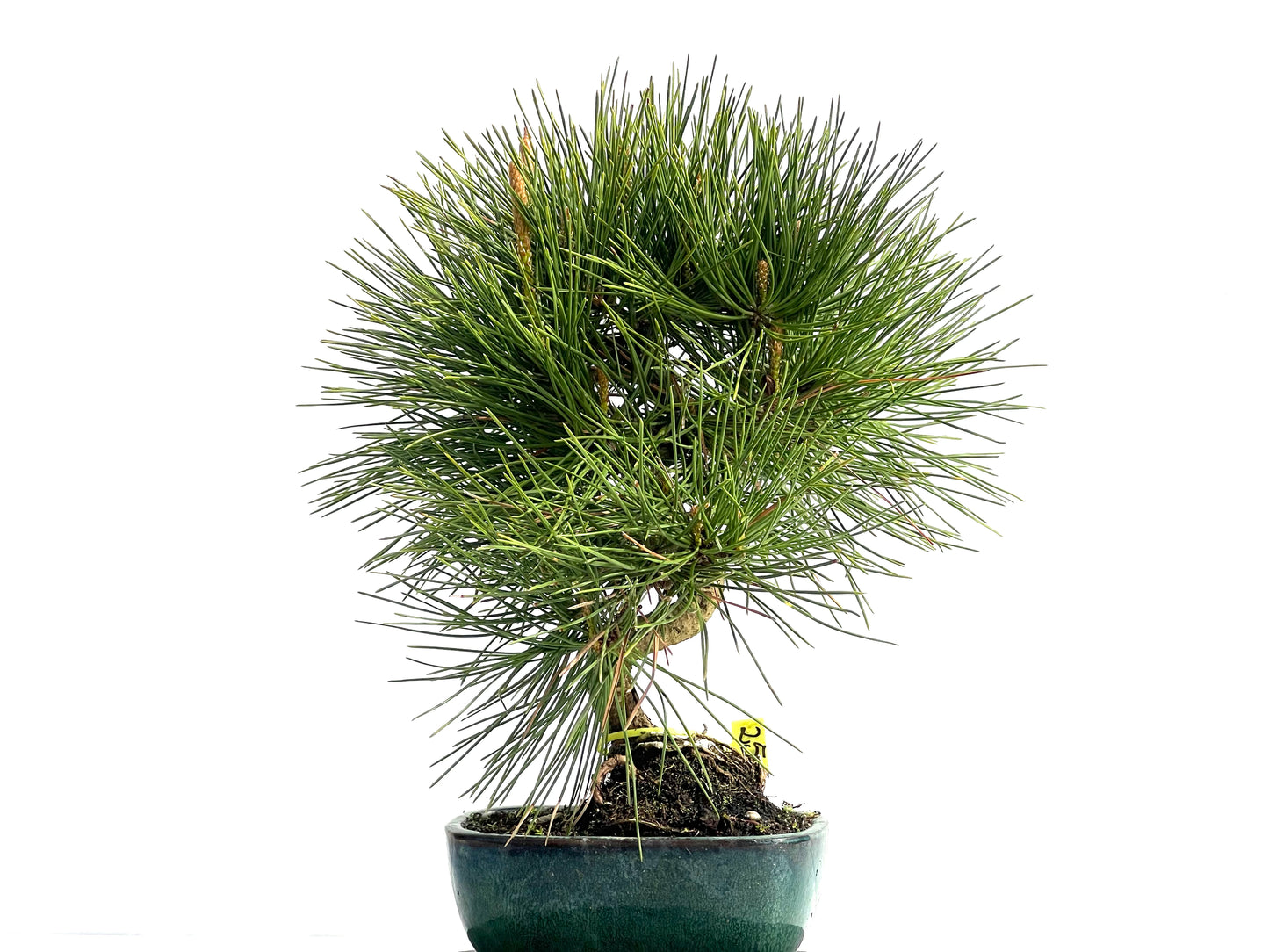 Pinus Thunbergii 0823