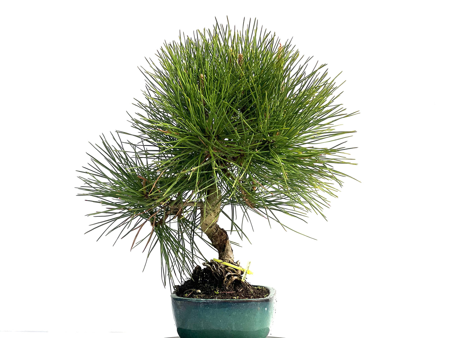 Pinus Thunbergii 0823
