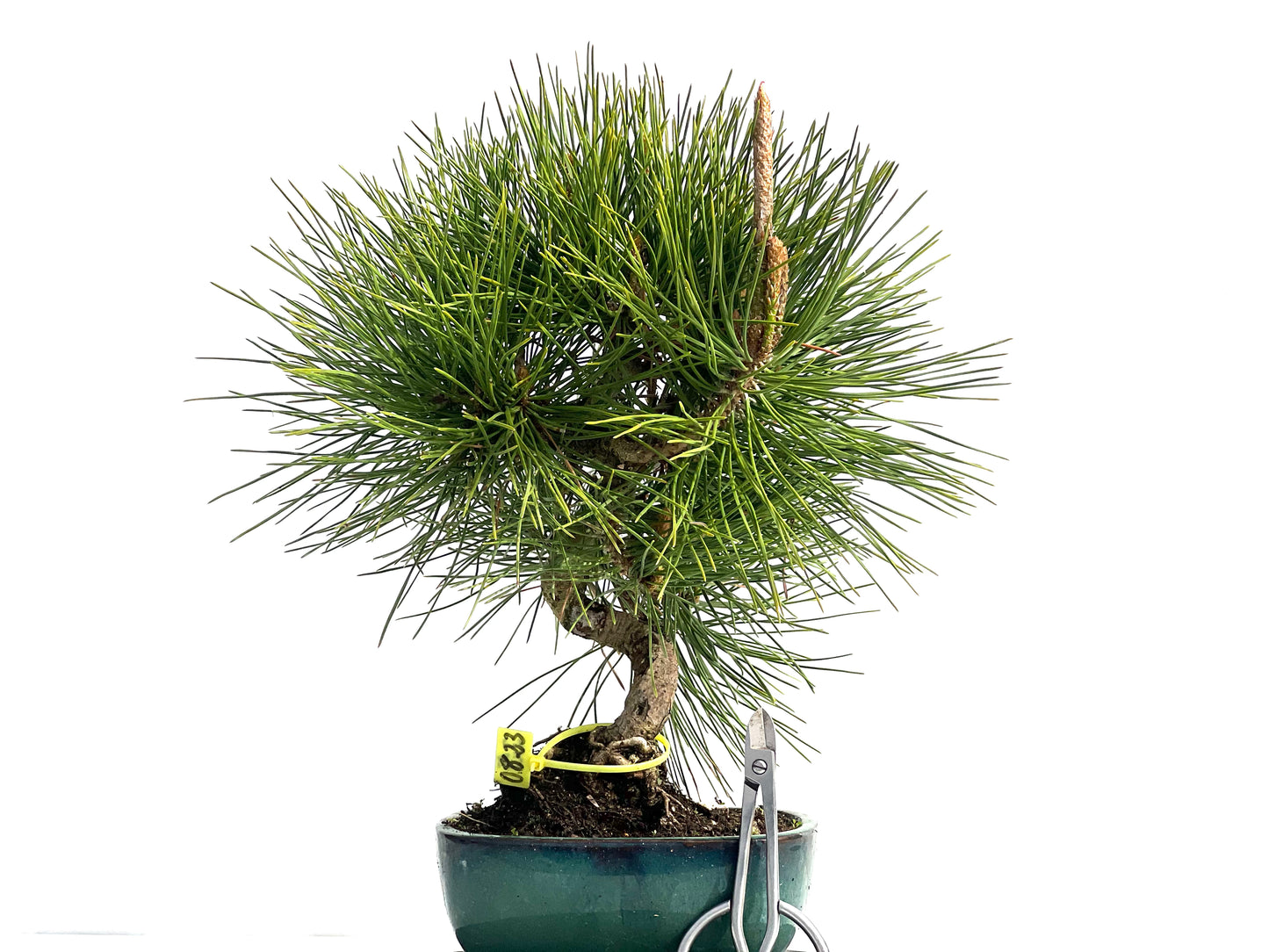 Pinus Thunbergii 0823