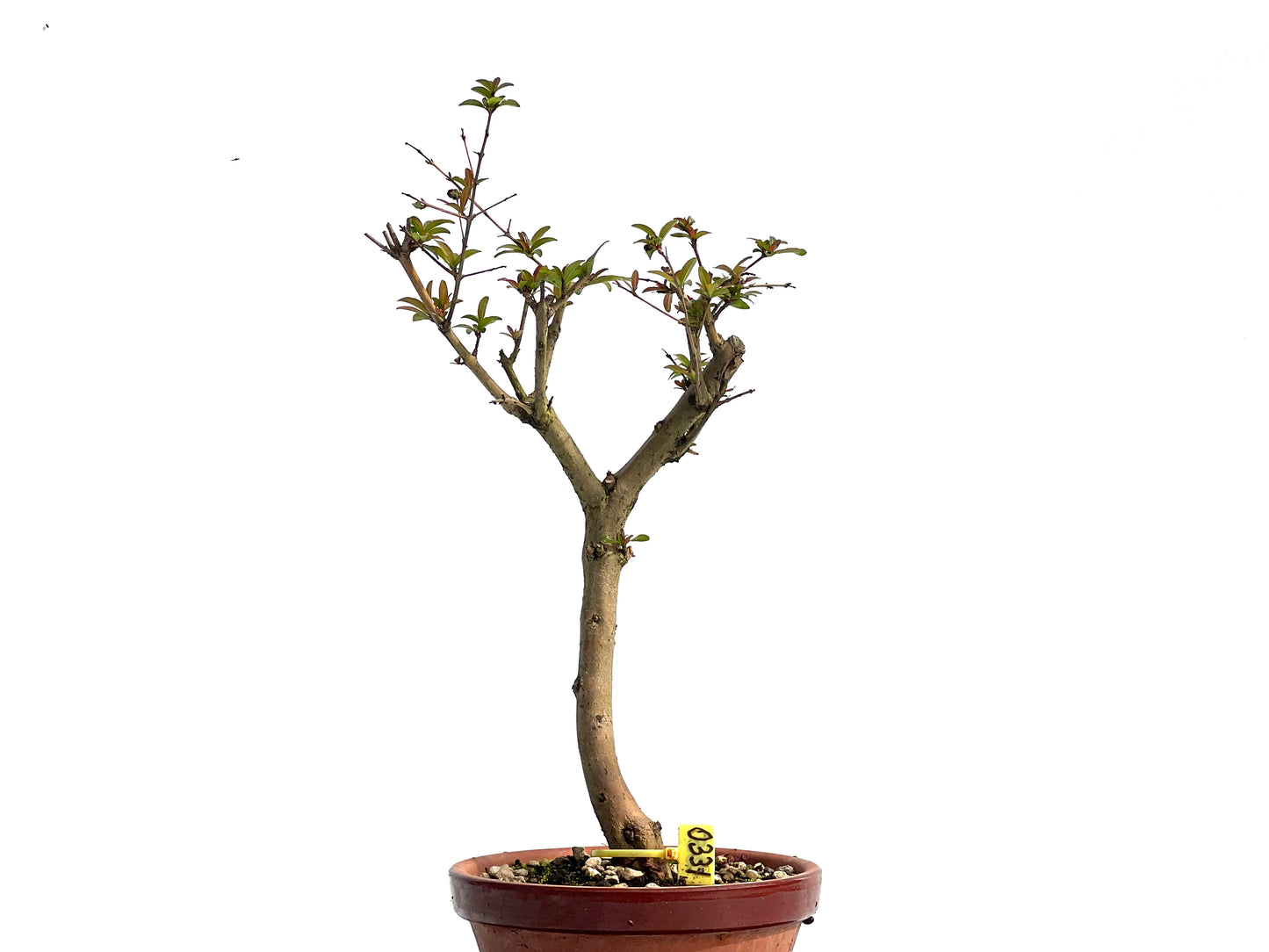 Punica Granatum Nejikan 0331