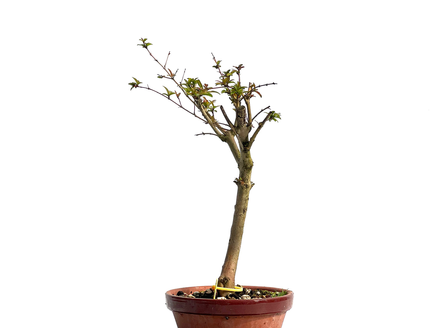Punica Granatum Nejikan 0331