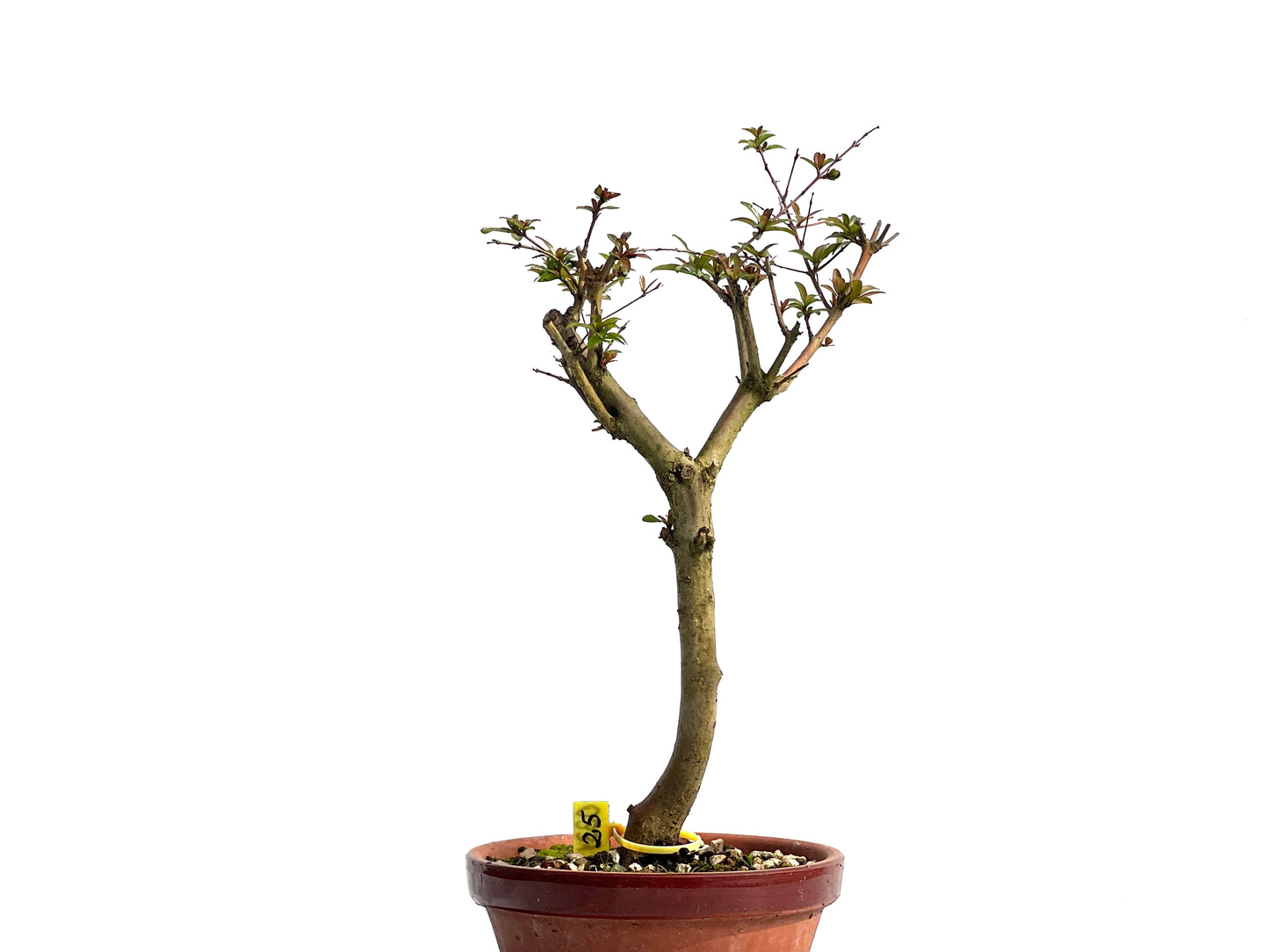 Punica Granatum Nejikan 0331