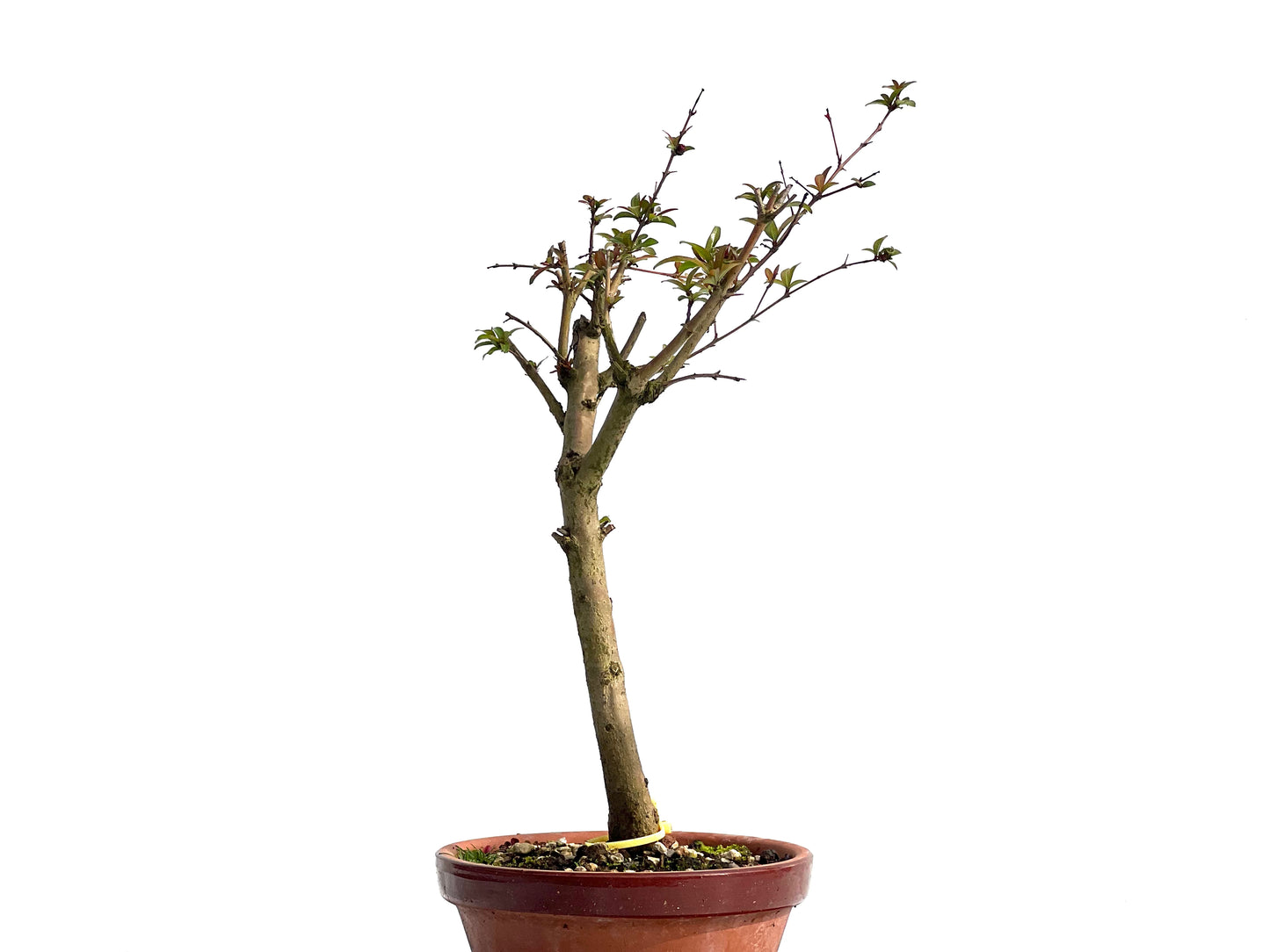 Punica Granatum Nejikan 0331