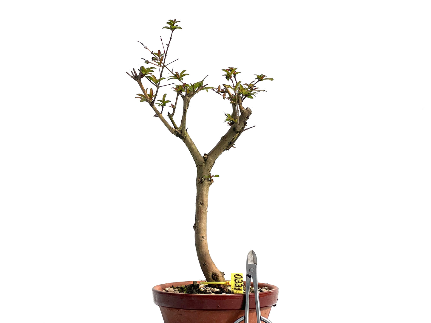 Punica Granatum Nejikan 0331