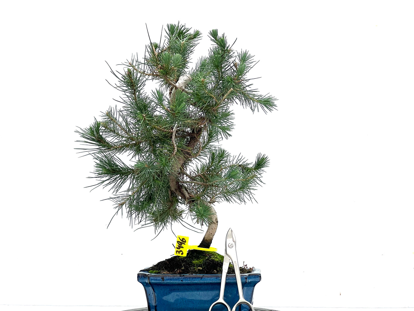 Pinus Halepensis 3496