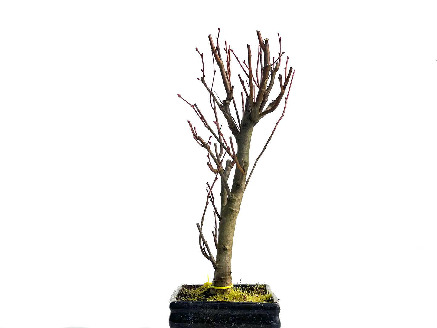 Tilo Cordata 1501